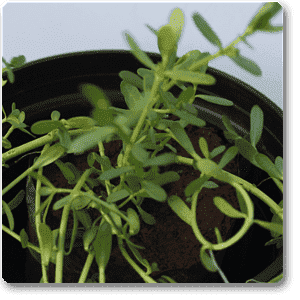 gog-plants-bacopa-monnieri-neer-brahmi-plant-16968609693836.png