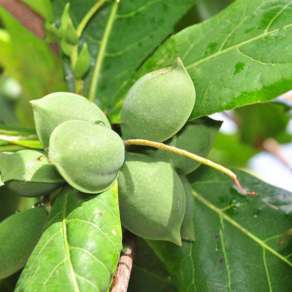 gog-plants-badam-tree-indian-almond-tree-terminalia-catappa-plant-16968609955980.jpg