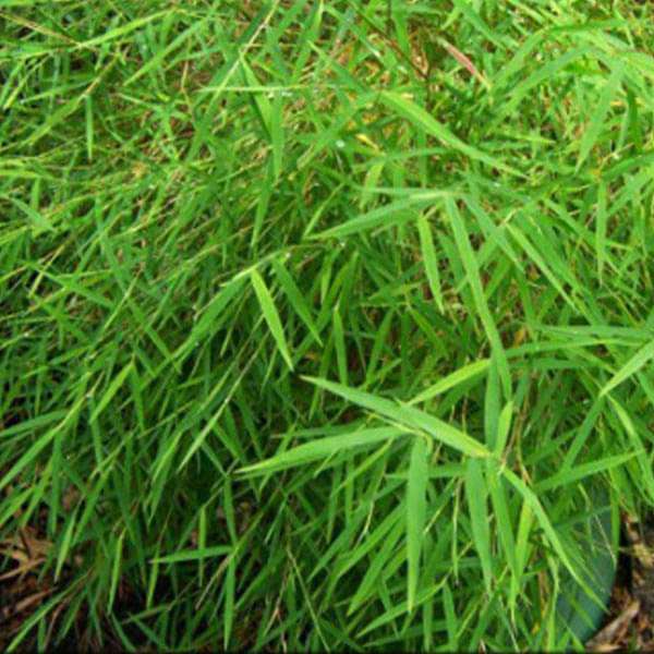 gog-plants-bamboo-grass-plant-16968611594380.jpg