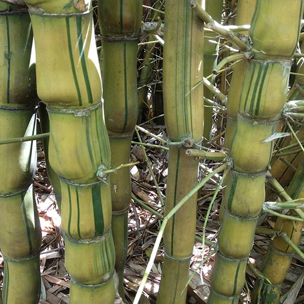 gog-plants-bambusa-ventricosa-kimmei-buddha-belly-bamboo-variegated-plant.jpg