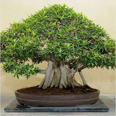 gog-plants-banyan-tree-bonsai-plant-16968612642956.jpg