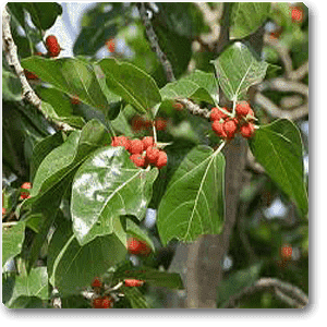gog-plants-banyan-tree-ficus-benghalensis-plant-16968612380812.png