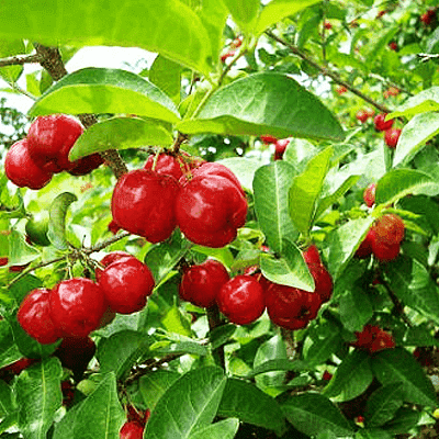 gog-plants-barbados-cherry-tree-malpighia-emarginata-plant-16968612708492.png