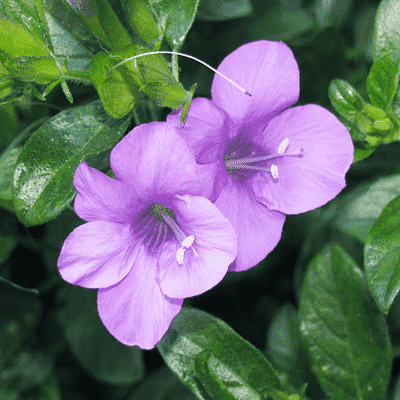 gog-plants-barleria-montana-dongari-koranti-barleria-purple-plant-16968612970636.png
