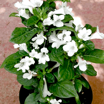 gog-plants-barleria-repens-tambadi-korant-barleria-white-plant-16968613167244.png