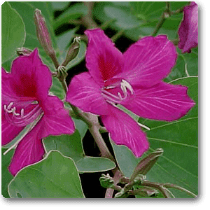 gog-plants-bauhinia-orchid-lily-pink-plant-16968614838412.png