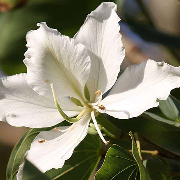 gog-plants-bauhinia-orchid-lily-white-plant-16968614805644.jpg