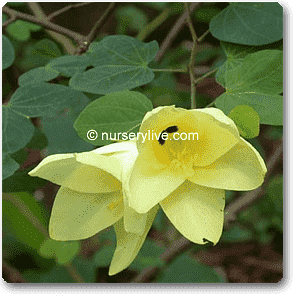 gog-plants-bauhinia-tomentosa-yellow-bauhinia-plant-16968615002252.png