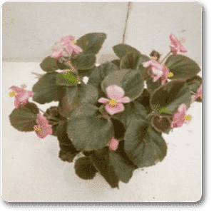 gog-plants-begonia-pink-flower-with-dark-green-leaves-plant-16968622473356.png