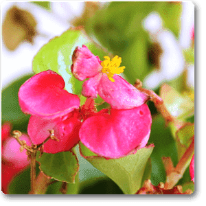 gog-plants-begonia-pink-plant-16968622964876.png