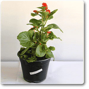 gog-plants-begonia-red-plant-16968624046220.png