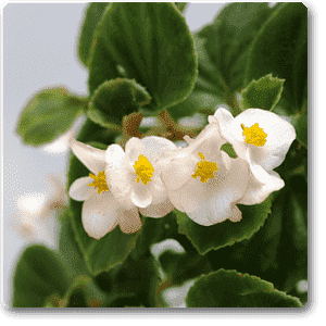 gog-plants-begonia-white-plant-16968624177292.png