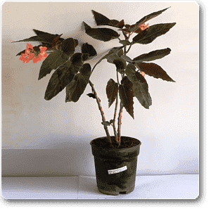 gog-plants-begonia-with-long-leaves-plant-16968624996492.png