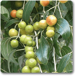 gog-plants-ber-fruit-ziziphus-mauritiana-grafted-plant-16968626962572.png