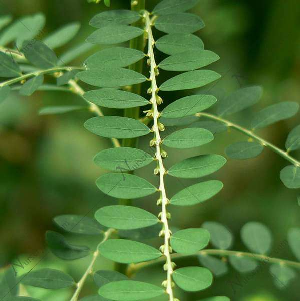 gog-plants-bhuiamla-phyllanthus-niruri-plant-16968636334220.jpg