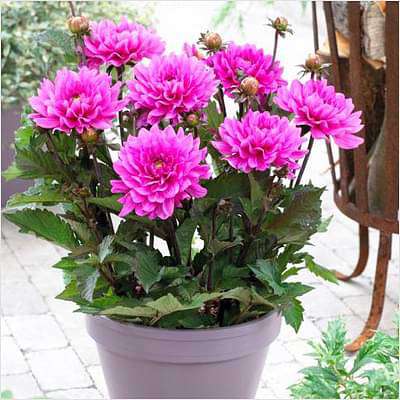 gog-plants-big-dahlia-pink-plant-16968636694668.jpg