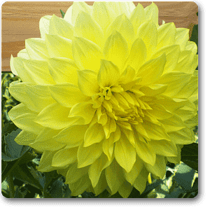 gog-plants-big-dahlia-yellow-plant-16968637251724.png