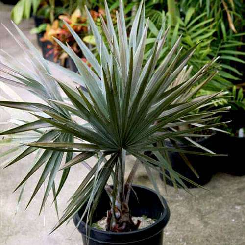 gog-plants-bismarckia-palm-plant-16968641347724.jpg