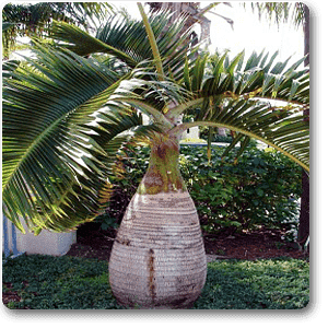 gog-plants-bottle-palm-with-trunk-plant-16968650948748.png