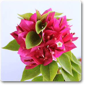 gog-plants-bougainvillea-dwarf-pink-plant-16968651800716.png