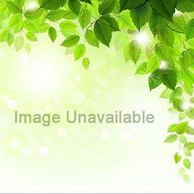 gog-plants-bougainvillea-glabra-lilac-queen-plant-16968729100428.jpg