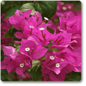 gog-plants-bougainvillea-pink-plant-16968651669644.png