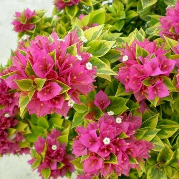 gog-plants-bougainvillea-variegated-pink-plant-16968652259468.jpg