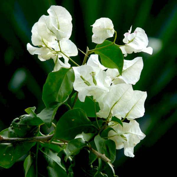 gog-plants-bougainvillea-white-plant-16968652554380.jpg