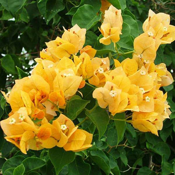 gog-plants-bougainvillea-yellow-plant-16968652521612.jpg
