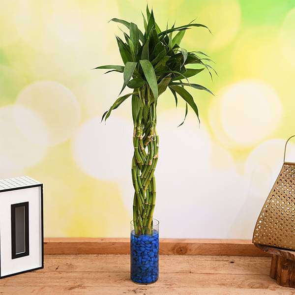 gog-plants-braided-arrangement-lucky-bamboo-in-a-glass-vase-with-pebbles-16969013624972.jpg