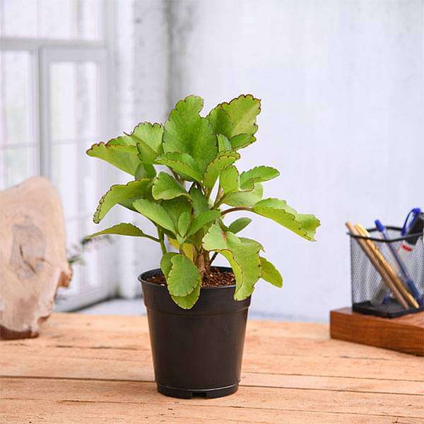 gog-plants-bryophyllum-panfuti-plant-16968664449164.jpg