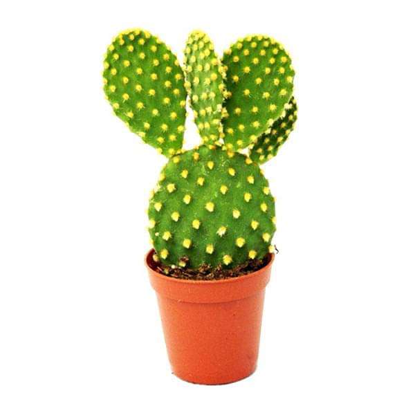 gog-plants-bunny-ear-cactus-opuntia-microdasys-cactus-plant-16969143812236.jpg