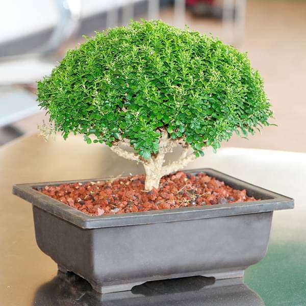 gog-plants-buxus-bonsai-plant-16968671363212.jpg