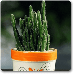 gog-plants-cactus-plant-16968673722508.png