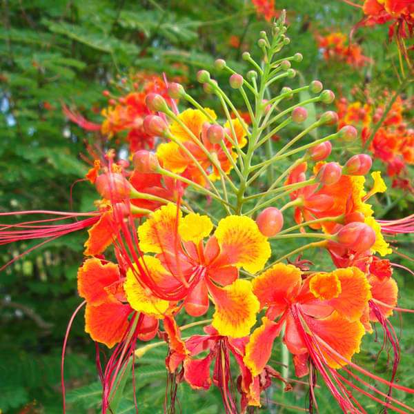 gog-plants-caesalpinia-pulcherrima-peacock-flower-red-bird-of-paradise-plant-16968674181260.jpg