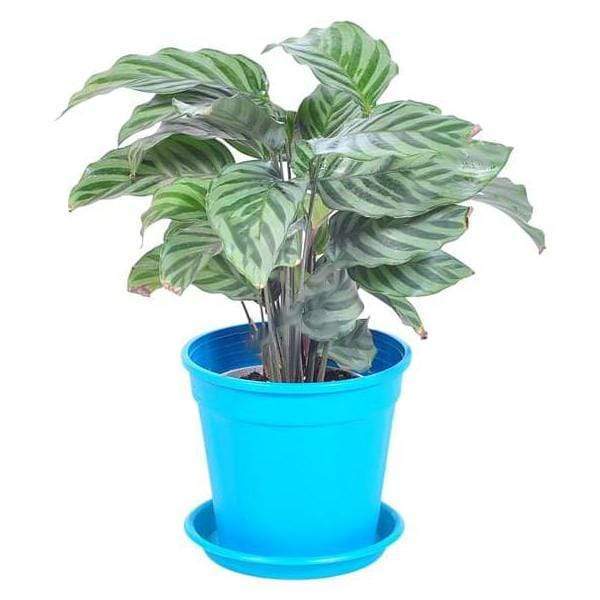 gog-plants-calathea-concinna-freddie-calathea-concinna-plant-17028351164556.jpg