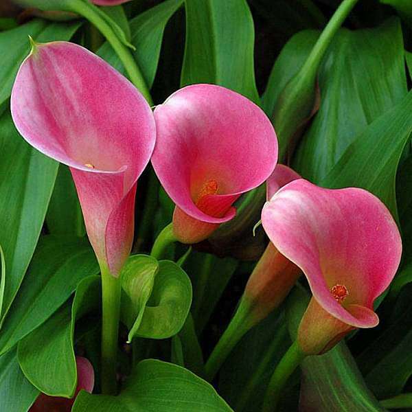 gog-plants-calla-lily-any-color-plant-16968678604940.jpg