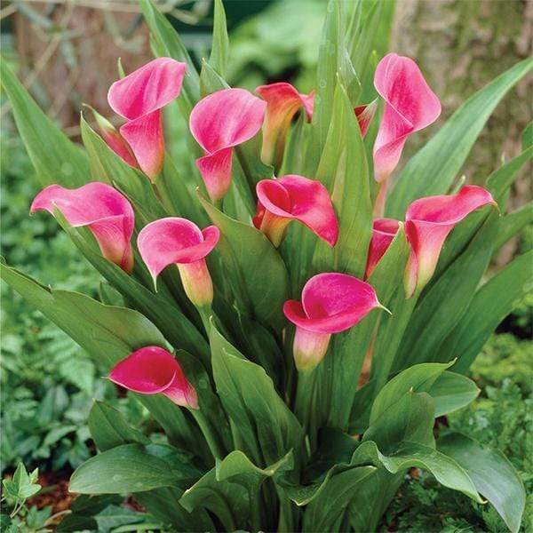 gog-plants-calla-lily-pink-plant-17031787741324.jpg