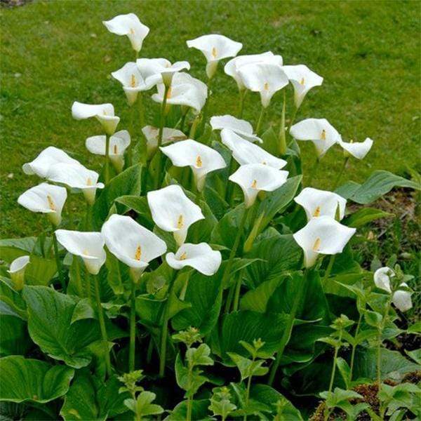 gog-plants-calla-lily-white-plant-17031793475724.jpg