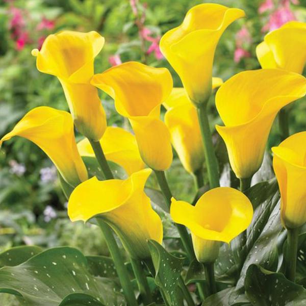 gog-plants-calla-lily-yellow-plant-17031810416780.jpg