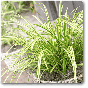 gog-plants-carex-morrowii-variegata-plant-16968689025164.png