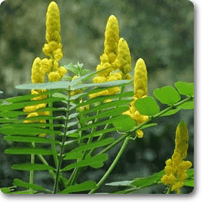 gog-plants-cassia-alata-plant-16968693514380.png