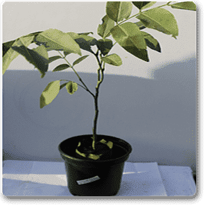 gog-plants-cassia-fistula-golden-shower-tree-bahava-plant-16968694530188.png