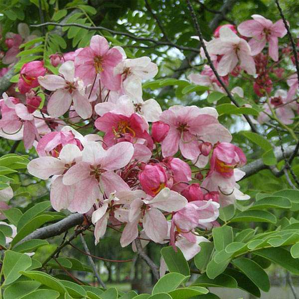 gog-plants-cassia-javanica-pink-shower-plant-16968694792332.jpg