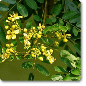 gog-plants-cassia-siamea-cassia-florida-yellow-plant-16968695480460.png