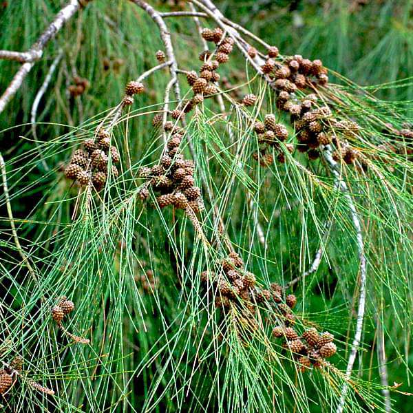 gog-plants-casuarina-equisetifolia-australian-pine-tree-plant-16968695840908.jpg
