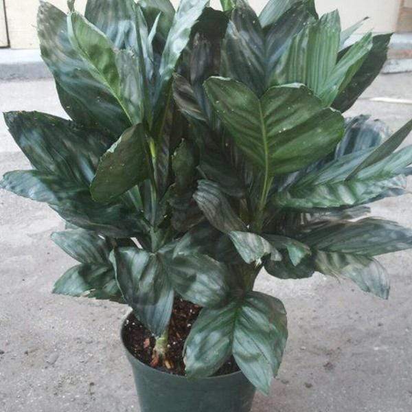 gog-plants-chamaedorea-metallica-palm-miniature-fishtail-palm-plant-17031842758796.jpg
