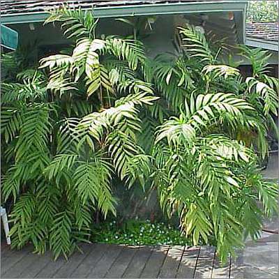 gog-plants-chamaedorea-microspadix-hardy-bamboo-palm-plant-16968775598220.jpg