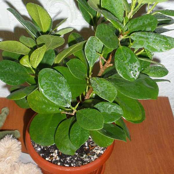 gog-plants-chinese-banyan-ficus-microcarpa-nitida-retusa-plant-16968858108044.jpg