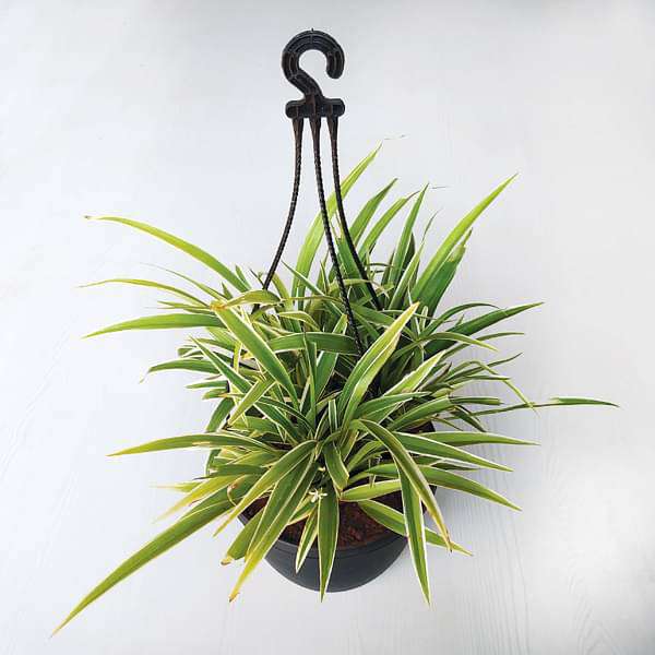 gog-plants-chlorophytum-spider-plant-hanging-basket-plant-16968816885900.jpg